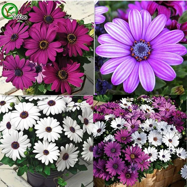 African Blue Eyed Daisy Seeds Osteospermum seeds Cape Mix Flower Heirloom  30PCS  C01