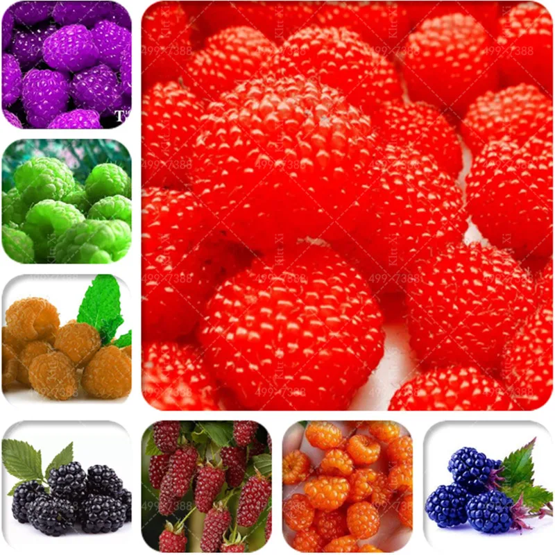 

100 pcs Raspberry Bonsai Super Big Raspberry Fruit plants Rare Wild Strawberry Tree plants Flowers Bonsai For Garden planting