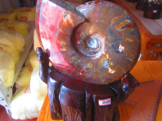 Special Price 1200g(2.64 lb) Iridescent Ammonite Ammolite Specimen Fossil Madagascar NRA188 Special Price 1200g(2.64 lb) Iridescent Ammonite Ammolite Specimen Fossil Madagascar NRA188