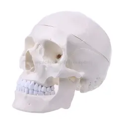 Анатомическая Анатомия человека голова Скелет Череп обучающая модель школьные принадлежности исследование инструмент Mr25 19 челнока