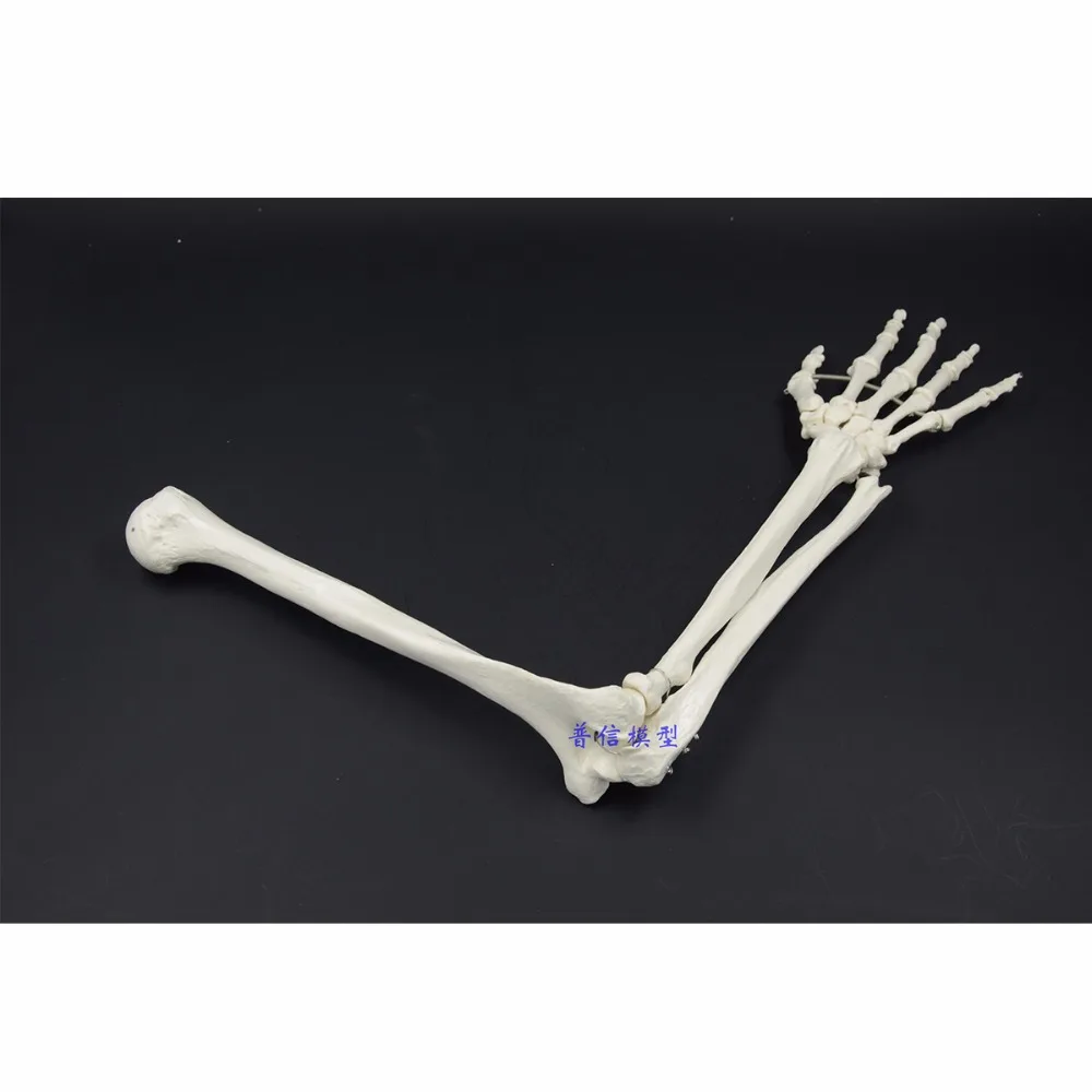 1:1 Human Bone Model of Bone Adult Arm of Upper Limb Arm and Radius Hand Medical Science School Teaching Supplies