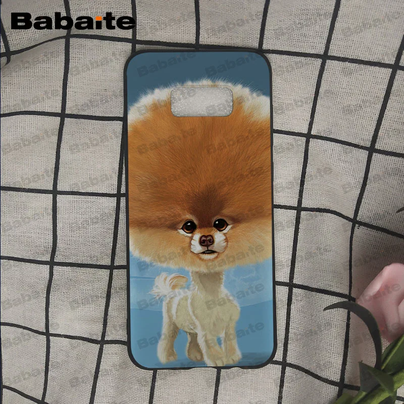 Pomeranian dogs puppy