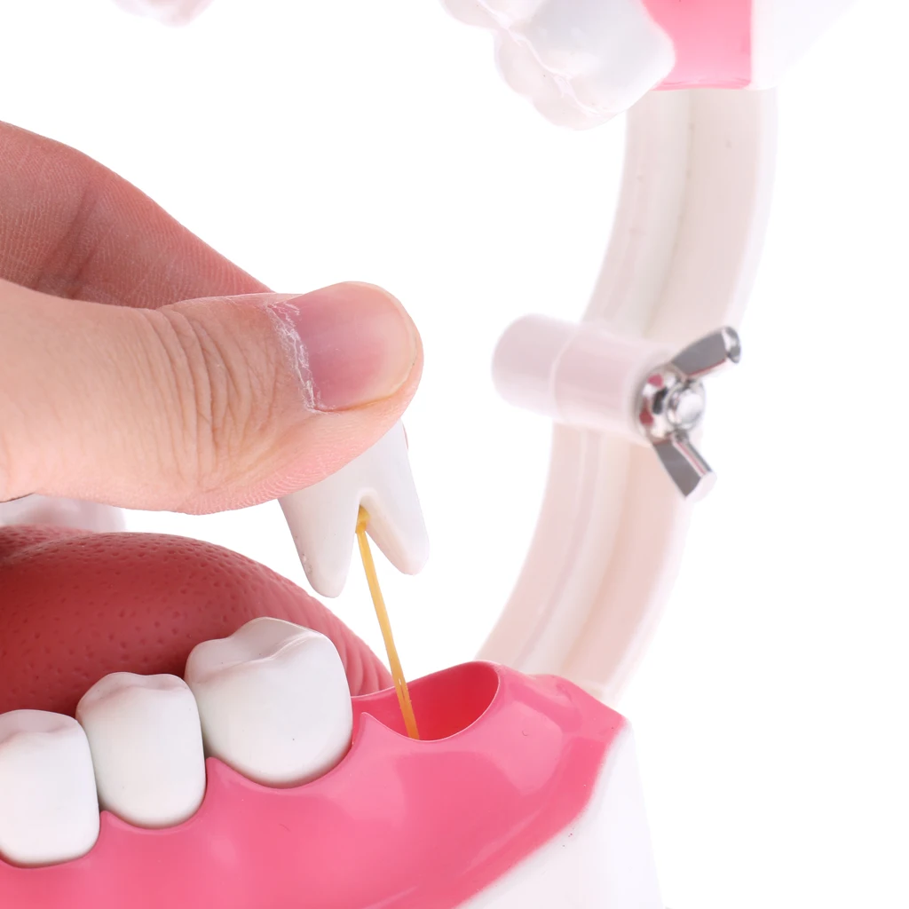 2X Large PVC Human Teeth Model with Removable Lower Teeth Teeth for Classroom Lab School Teaching Tools Student Learning Toy