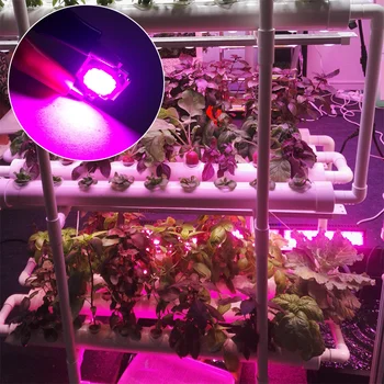 

10W Led Chip Red + Blue 2:1 Plant Lamp Chips LED Grow Lights 300mA High Power COB Grow LED Light + Power Supply Driver
