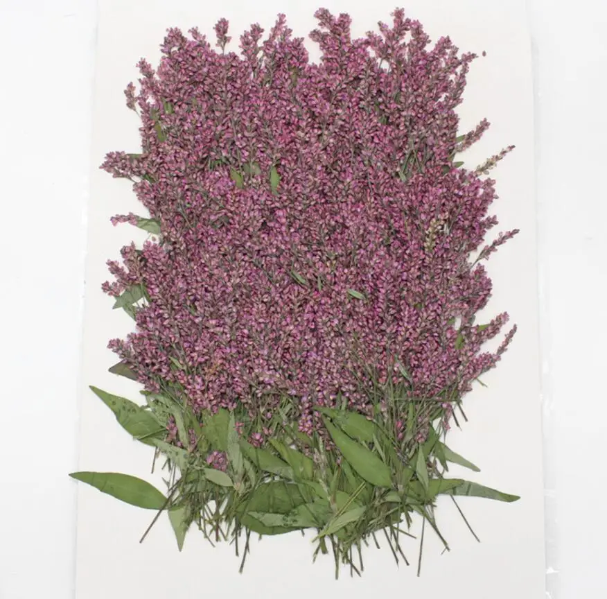 

120pcs Dried Pressed Flower Ludwigia prostrata Roxb. For Epoxy Resin Pendant Necklace Jewelry Making Craft DIY Accessories