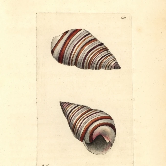 Liguus Snail  Liguus Virgineus Poster Print By <ALIMT >&reg;</ALIMT> Florilegius Mary Evans (18 X 24)