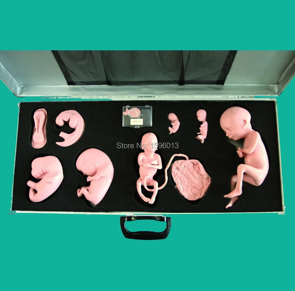Расширенный имитатор процесса развития эмбриона, модель процесса развития плода