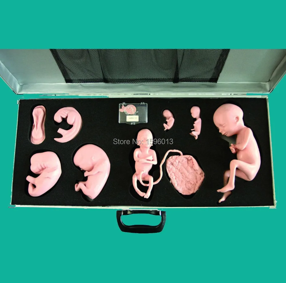 Улучшенный имитатор развития зародыша модель плода|model of human brain|model railroadmodels heels |