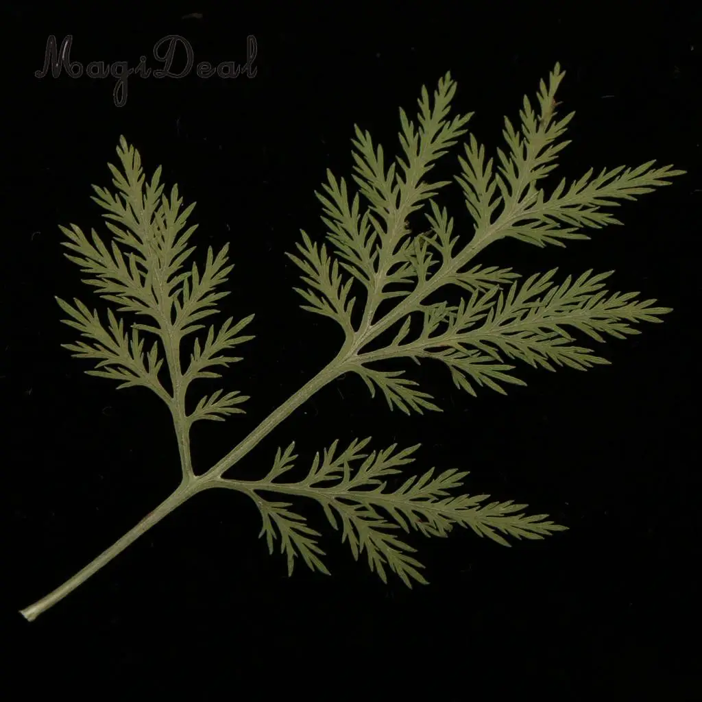 10Pcs Mixed Green Dried Pressed Flowers Leaves Plant Herbarium For Jewelry Photo Frame Phone Case Scrapbooking Card Craft Making