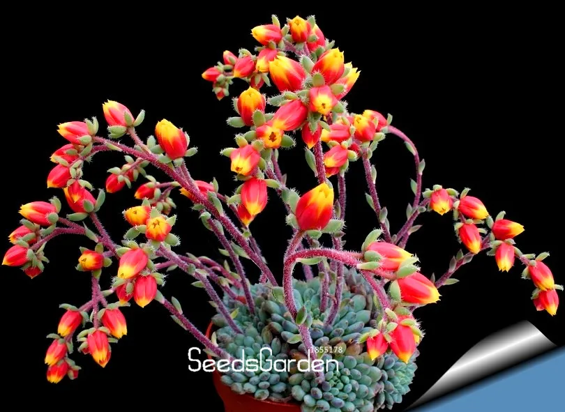 

New Arrival!100PCS/Pack Best rare Cactus Flower bonsai, giant shape , heat tolerant Succulent Perennial plant De Flores,#L6VLTT