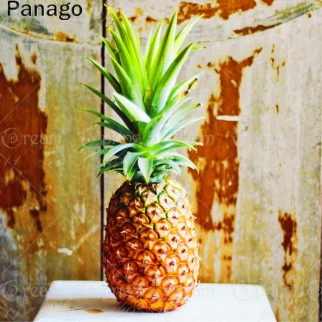 pineapples seeds