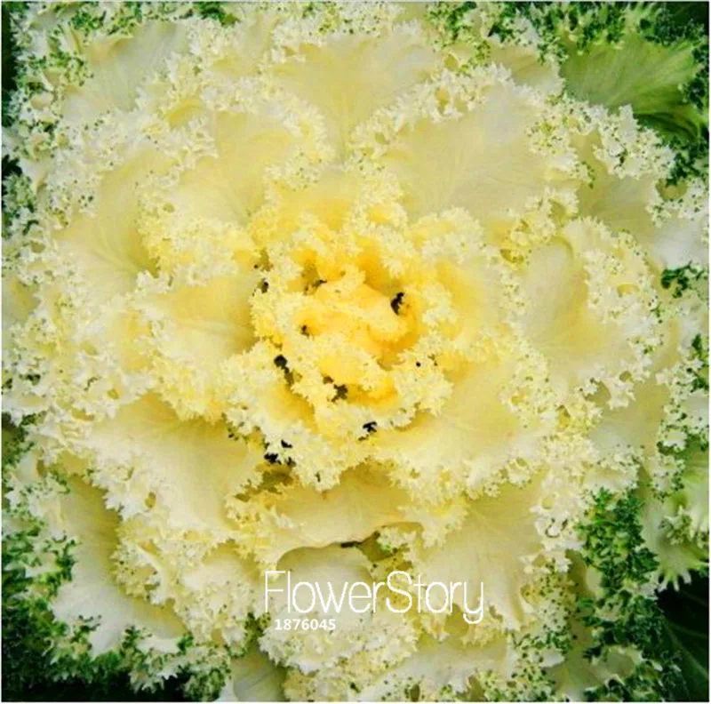 100 шт./пакет срок! Домашний сад смешанные декоративные капусты Цветущая Brassica Oleracea Семена овощей