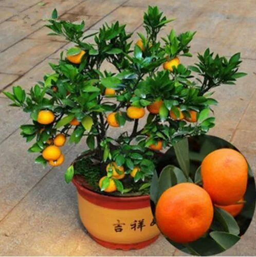 

40 Pcs / Bag, Balcony Patio bonsai Fruit Trees Planted Kumquat Orange bonsais, Tangerine, Citrus * Organic bonsai tree plants