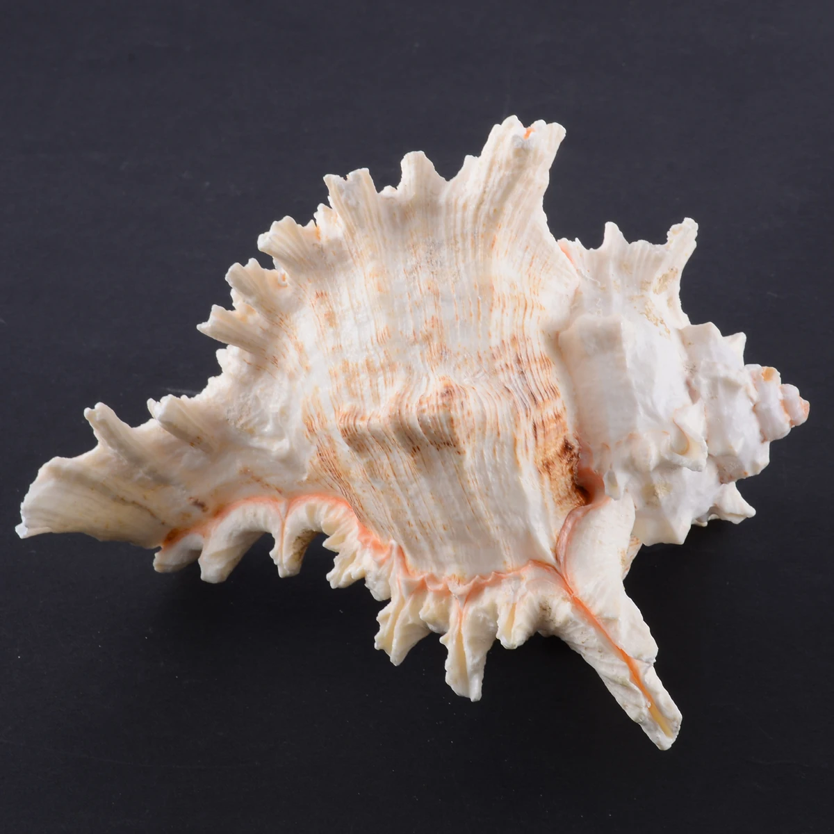 1pc New Large Queen Nautical Shells Conch Natural Seashell Beach As Craft Ornaments Home Decoration Home Furnishings
