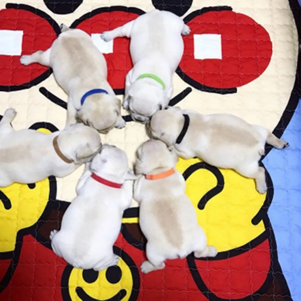 

12pcs NewBorn Puppy ID Collars Nylon Small Pet Dog Kitten Adjustable Collars Necklace