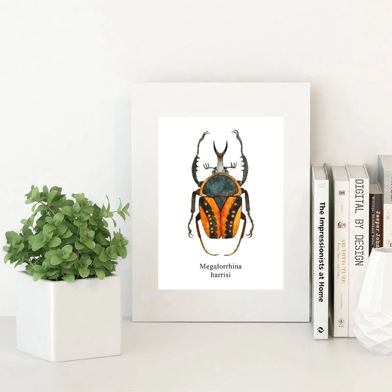 Megalorrhina Harrisi Prints Home Decor