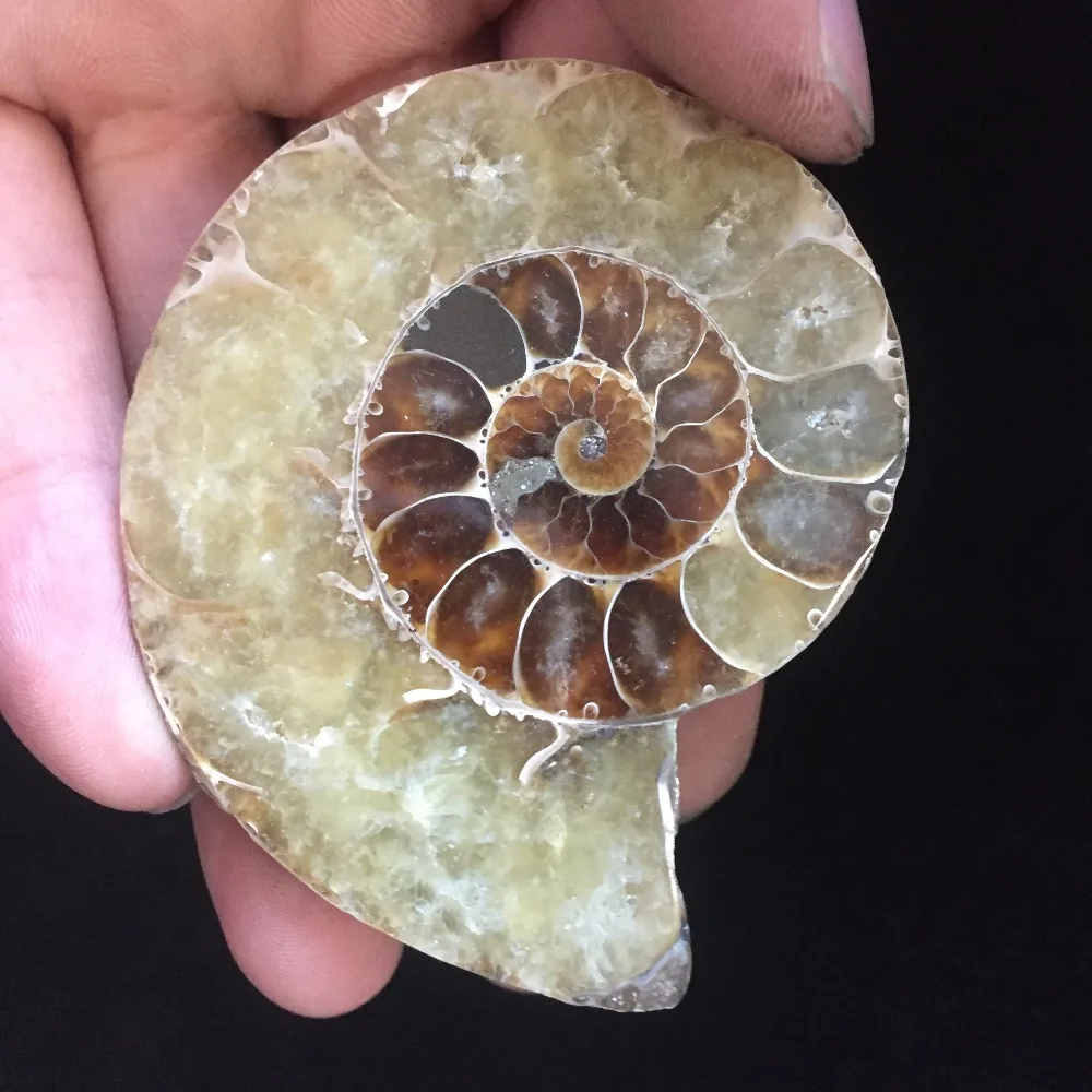 

dohaibogoo 2019 Hot Sale FSS62 (72g) Natural Ammonite fossils Minerals Healing Cut fossil amonites Stones Decoration Ornaments