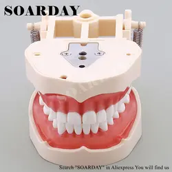 SOARDAY Стоматологическая учение Стандартный Модель мягкой десны Весна Регулируемая стоматологии