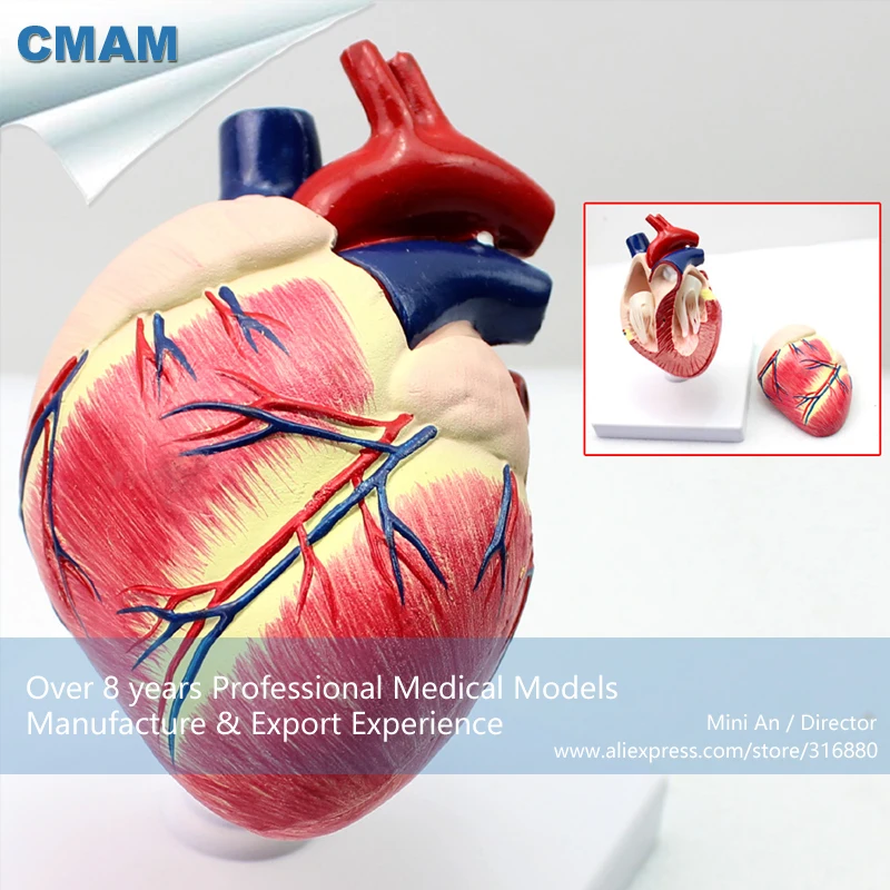 CMAM-A06 Собачье Сердце Модель, Животных, Анатомические Модели для Ведения Ветеринара