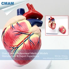 Получить скидку CMAM-A06 Собачье Сердце Модель, Животных, Анатомические Модели для Ведения Ветеринара