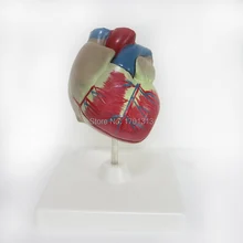 1:1 ПВХ Высокое качество сердечной анатомии модель Спецодежда медицинская учебного пособия Art Инструмент учебных инструмент Clinic фигурки