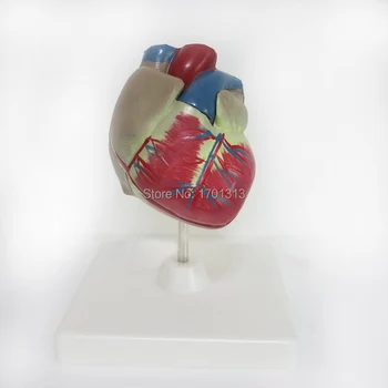 

1:1 PVC High Quality Cardiac anatomy model Medical teaching tool art tool instructional tool Clinic Figurines