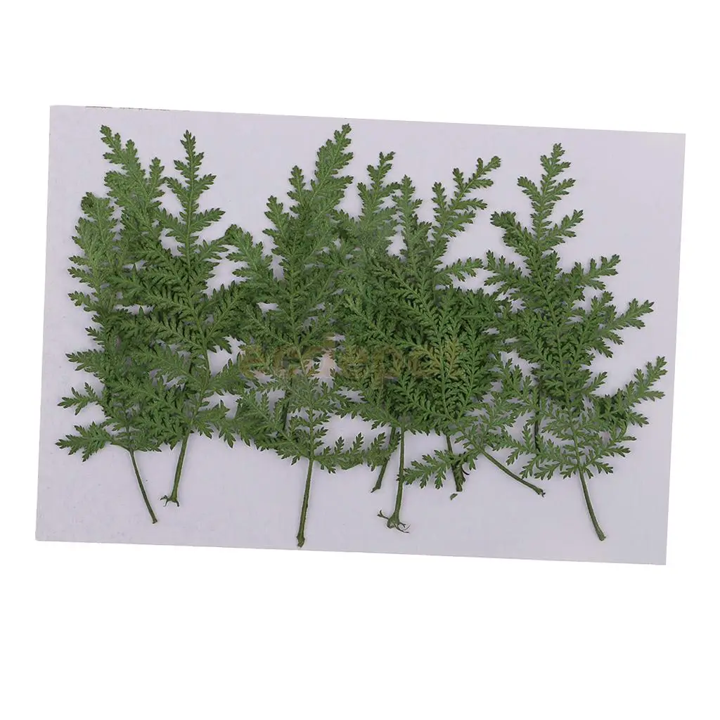 12 PCS Natural Pressed Real Dried Flower Wormwood Leaf for Soap Candle Making Decoration Resin Casting DIY Ornament scrapbooking