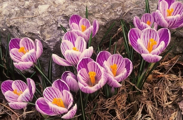 Saffron Seeds,Saffron Flower Seeds,Saffron Crocus Seeds, 100pcs/pack