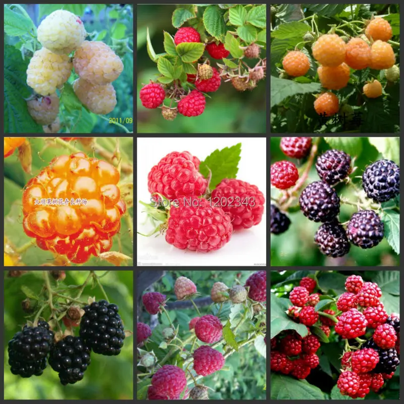 100 SEEDS 100 Genuine 9Colors Wild Raspberry Seeds bonsai fruit flower