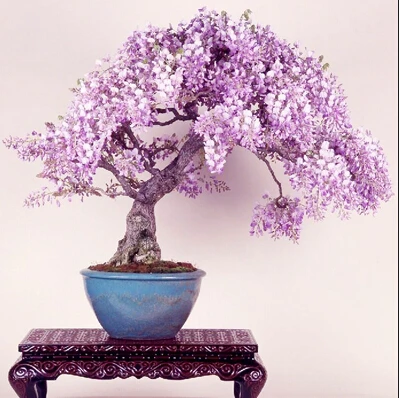 

lilac mini bonsai wisteria tree Indoor ornamental plants 10 pcs