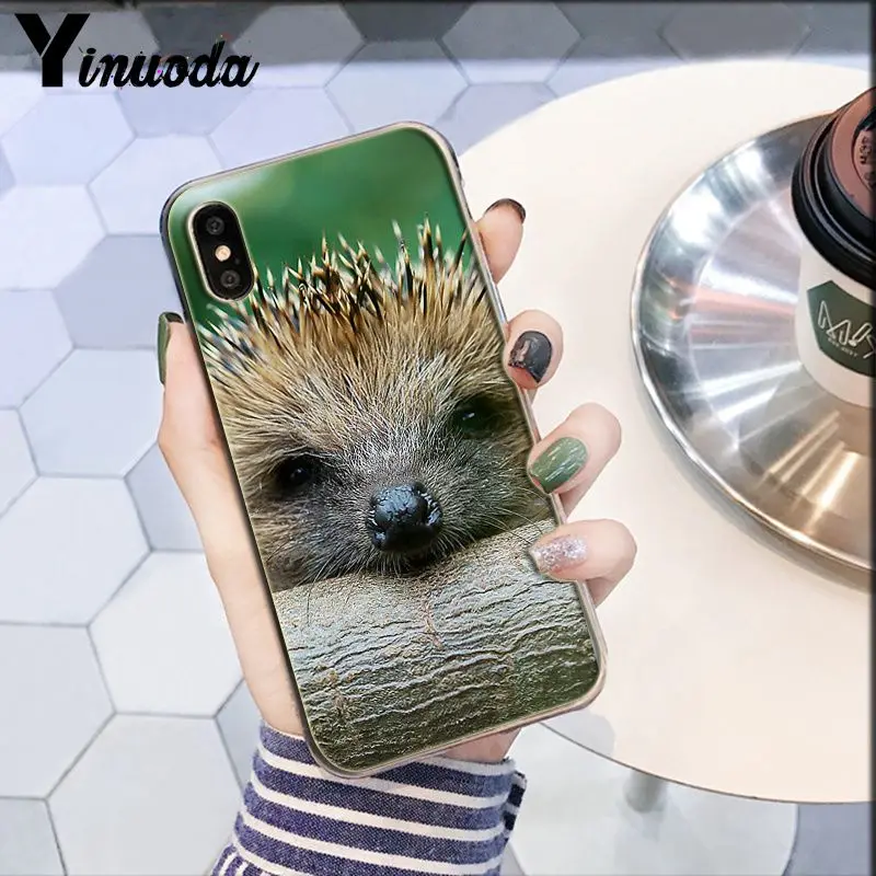 Darcy hedgehog Sheep