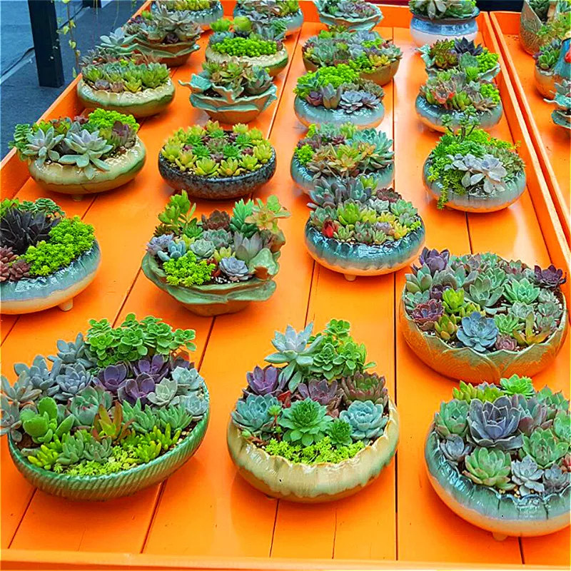 100pcs Mini Cactus plant Mixed Succulent Flower bonsais of garden flowers Rare Sempervivum 100pcs Mini Cactus plant Mixed Succulent Flower bonsais of garden flowers Rare Sempervivum