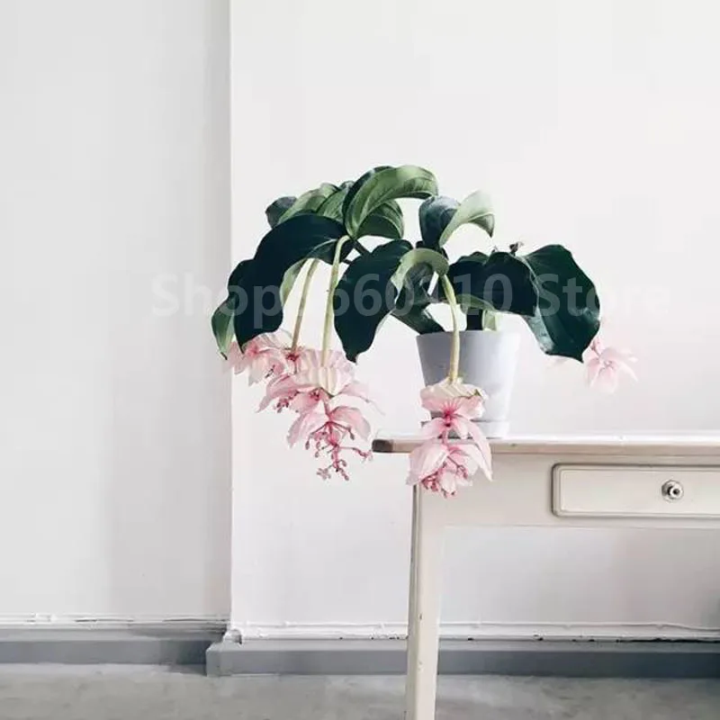 Medinilla Magnifica завод plantas natura бонсай цветочное растение для дома цветок для украшения сада завод 100 шт. семена цветок Medinilla Magnifica завод plantas natura бонсай цветочное растение для дома цветок для украшения сада завод 100 шт. семена цветок