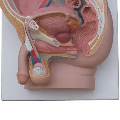Человеческий Мужской пенис мочевой пузырь анатомическая медицинская модель Урология анатомия