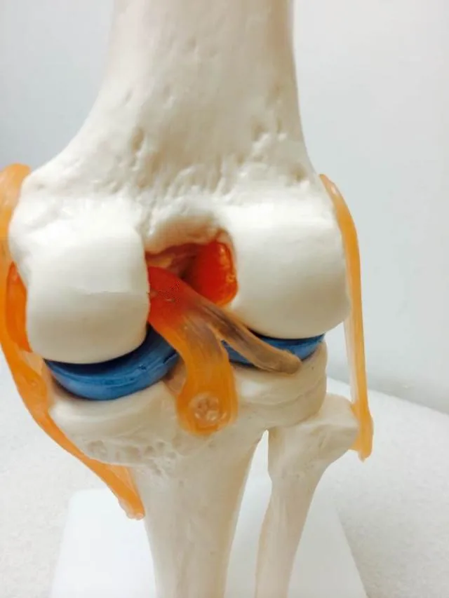 Человеческий скелет коленного сустава анатомические модели скелет модель с сухожилия, сустав модель обучение медицине поставки