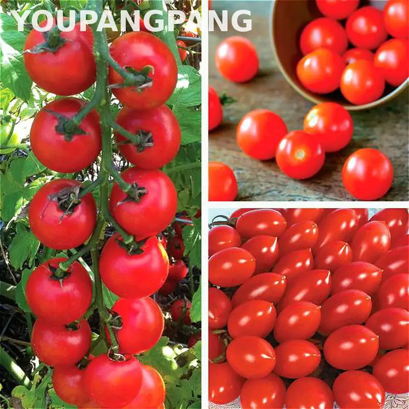 

Organic Tomato Rare Cherry Tomato Fruit * Vegetable No-gmo And Delicious Bonsai Plants For Home & Garden 20pcs