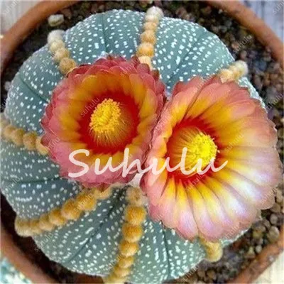 100 Pcs/Pack Loss Promotion ! Beautiful Cactus,Bonsai Flores Succulent Potted Plants Flower Plantas Diy Home Garden 100% Natural 100 Pcs/Pack Loss Promotion ! Beautiful Cactus,Bonsai Flores Succulent Potted Plants Flower Plantas Diy Home Garden 100% Natural