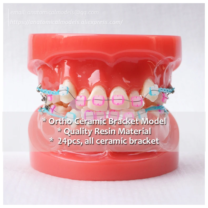 

No.13021, Ortho Ceramic Bracket Dental Model, Dentist Gift Oral Dental Ortho Model, China Medical Anatomical Model