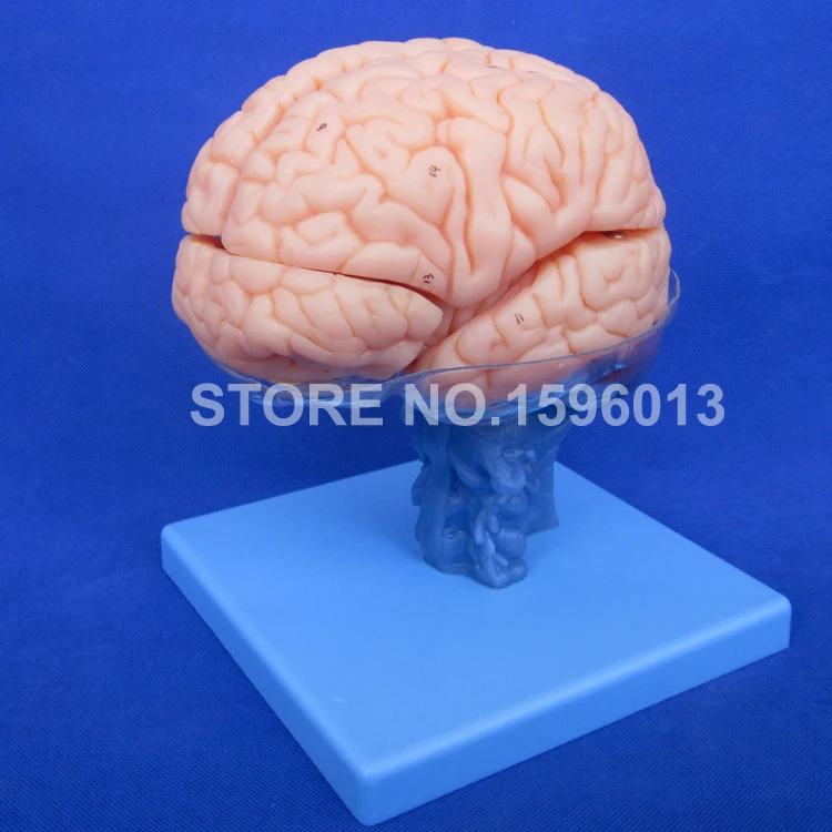 

HOT 15 Parts Brain Anatomical Model, Advanced Brain Model, Desktop Teaching Brain Model