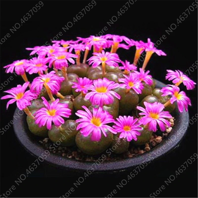 

200 pcs Rare Mix Lithops flores Living Stones Succulent Cactus Organic Garden plante,bonsai plantas for indoor succulent plants