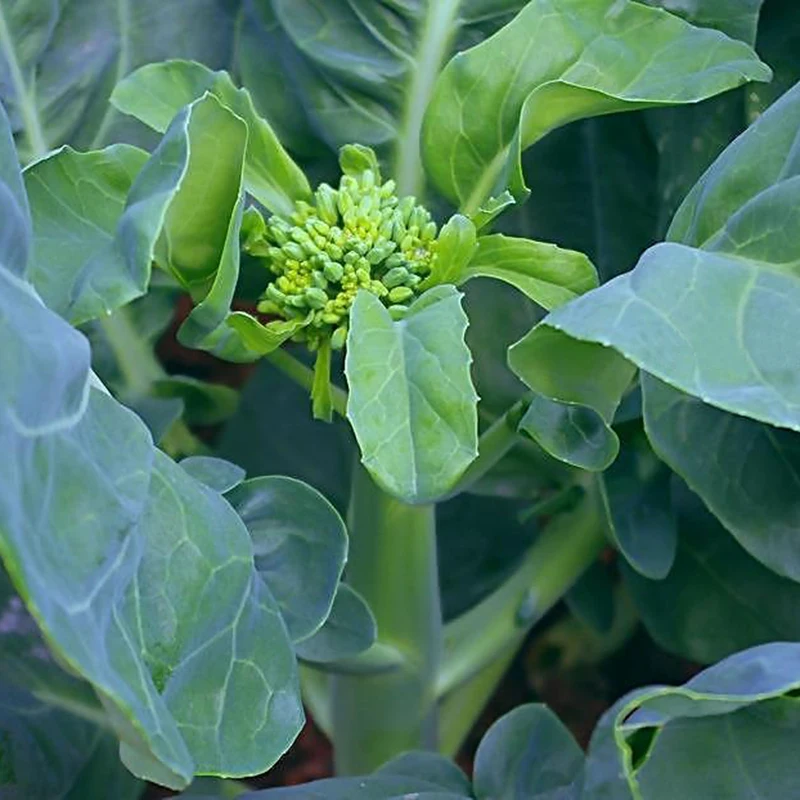 200pcs Chinese Kale Seeds Green Kale Healthy Vegetable ...