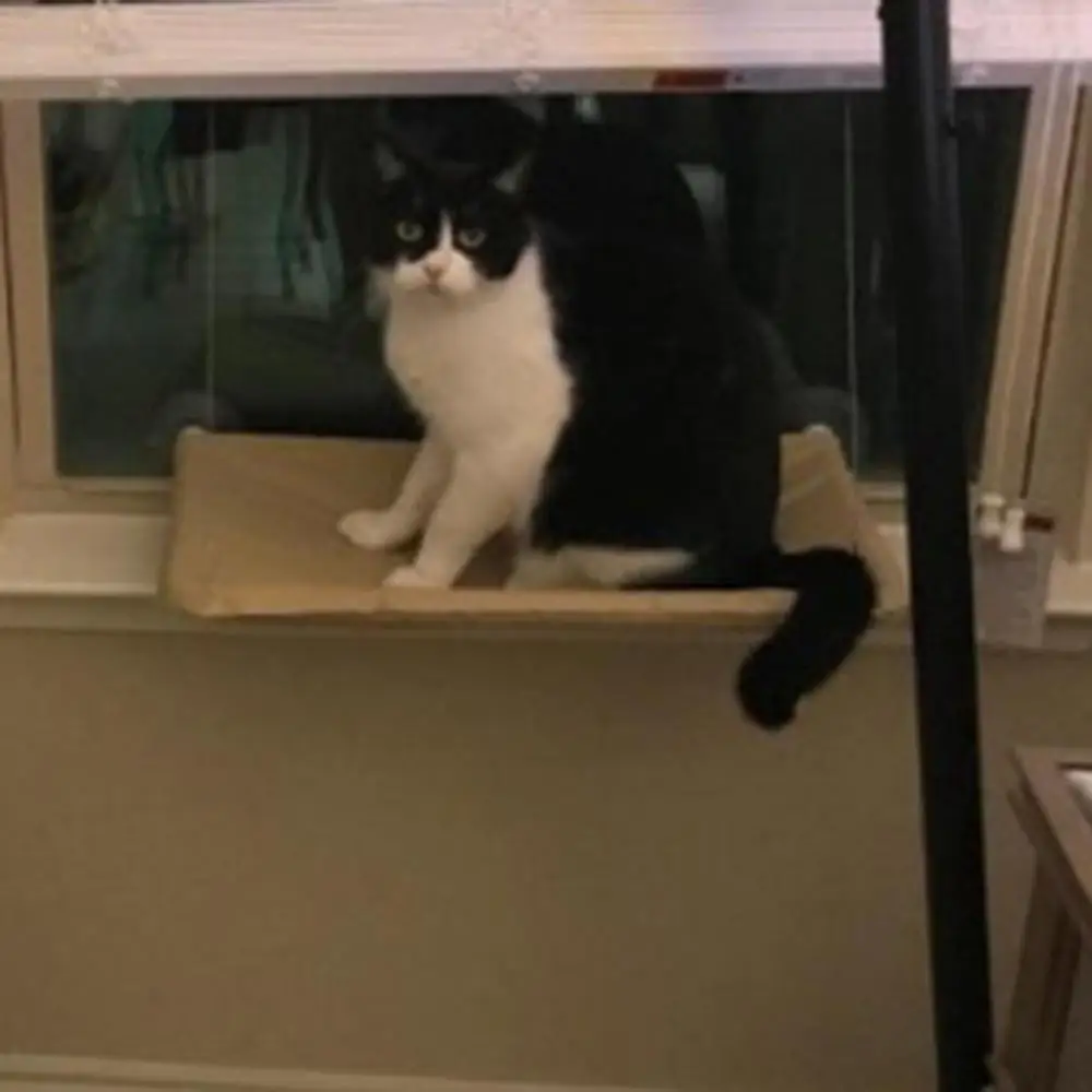 

New Products Increase Ventilation Cat Hammock Suction Cup Cat Litter Cat Cage Cat Hanging Bed 03266