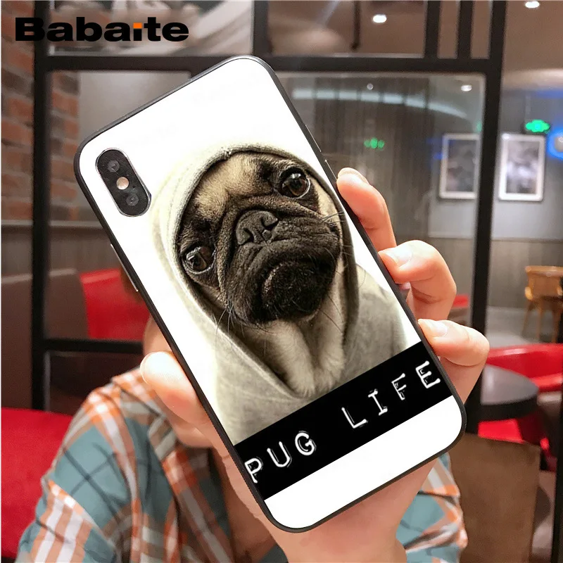Cute lovely pug dogs animals