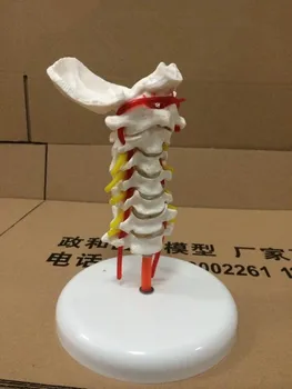 

Life size human skull skeleton skin brain Cervical Vertebra Arteria Spine Spinal Nerves Anatomical Study Display Model