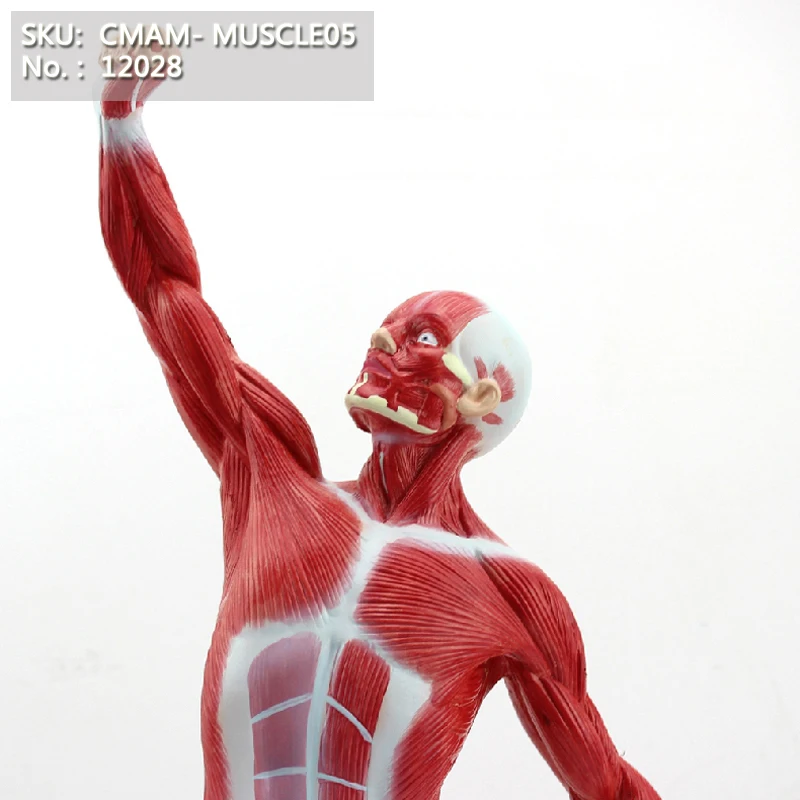 Buy CMAM/12028 Muscle, 55cm, full body, red, Plastic