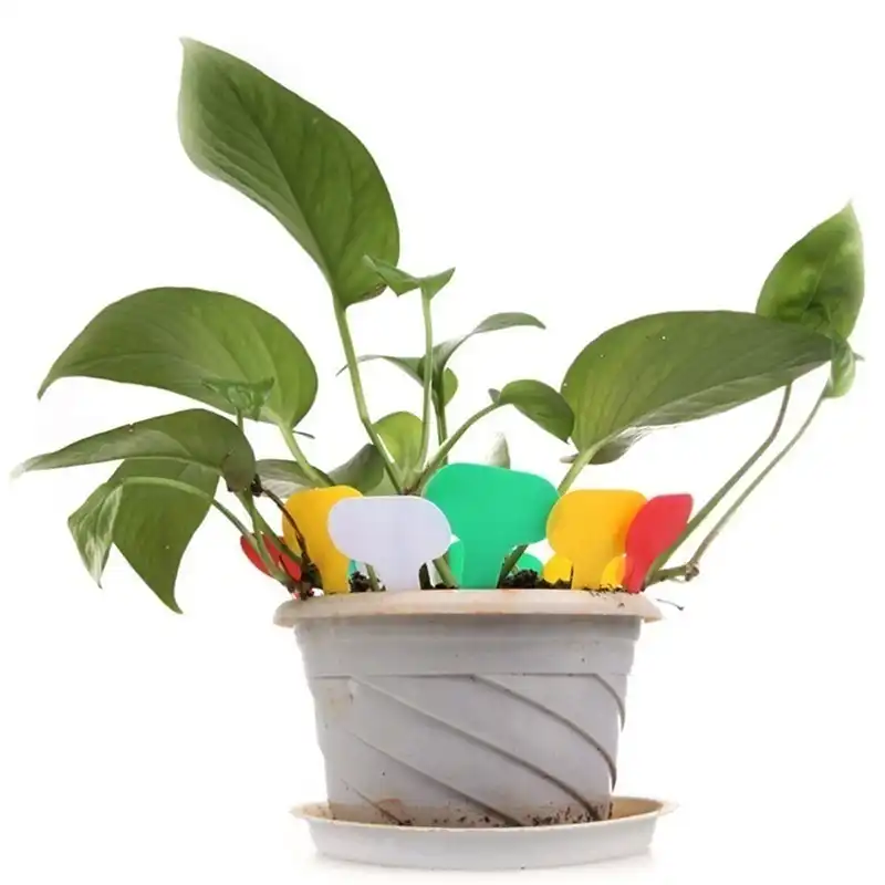 Nursery Garden Интернет Магазин Растений
