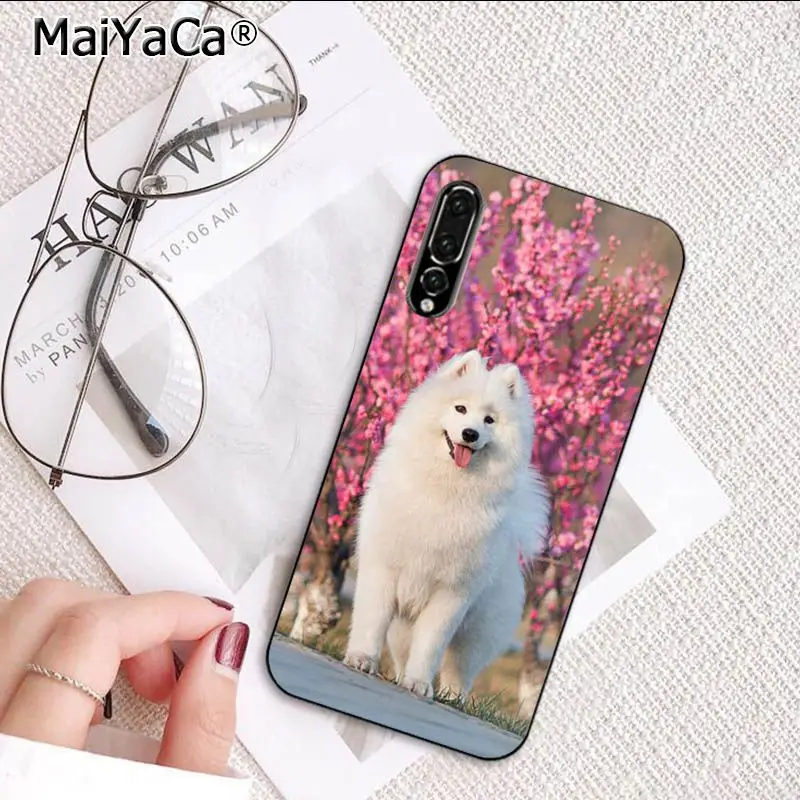 Cute Dog Husky