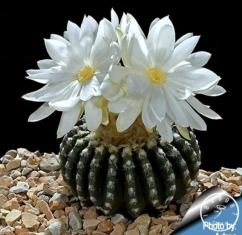 

Hot Sale!100pcs/Pack "Strombocactus disciformis" Cactus garden bonsai Succulent Plant rare flower flores pot planters,#73R50U