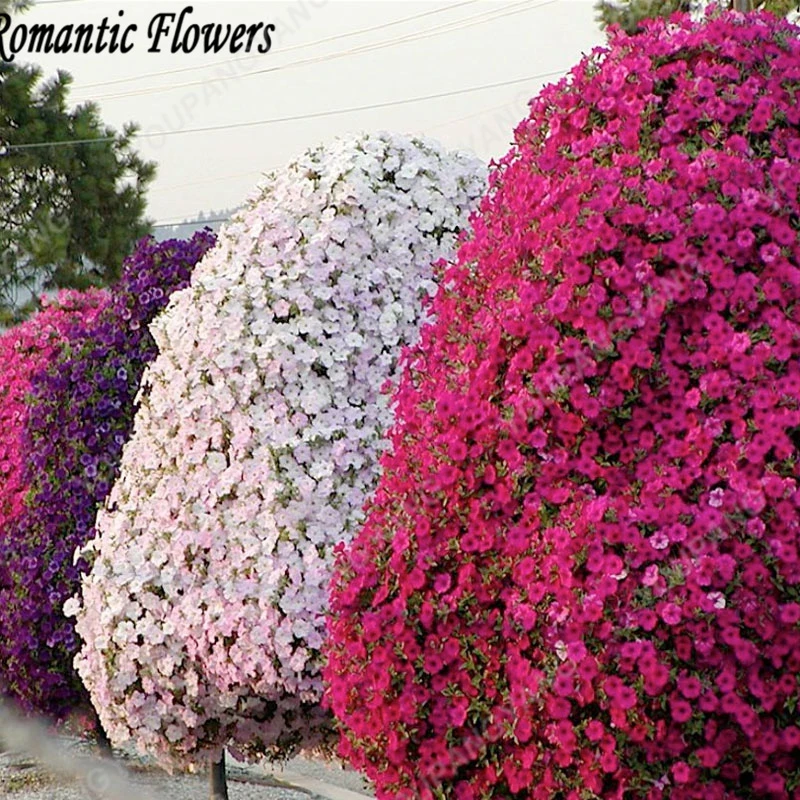 

Hot sale 100 Pcs/bag Petunia bonsai Petunia Flowers Beautiful Flower bonsais Plants Perennial Flowers Garden Plants Decoration