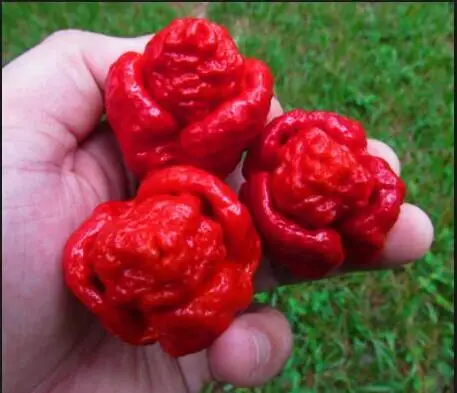 

Super Hot 100% GENUINE 200PCS Red Fresh Carolina Reaper Chilli Pepper bonsais